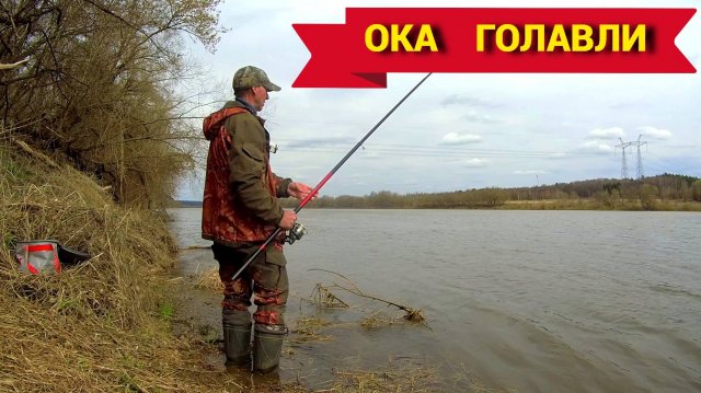 ГОЛАВЛИ АТАКУЮТ. ДОНКА и ПОПЛАВОК НА ОКЕ. Рыбалка в апреле.