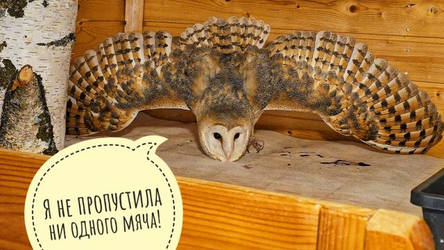 Сова сипуха Пухня вышла из гнезда и начала мне угрожать! Сходили на субботник, убрали мусор с дороги