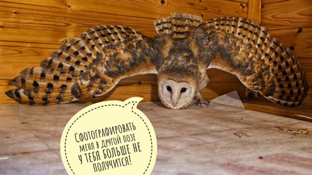 Сова сипуха Пухня бросила свои яйца и всю ночь развлекалась с мышью!