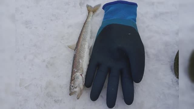 Рыбалка на корюшку зубатку / как ловить зубаря / снасти на корюшку