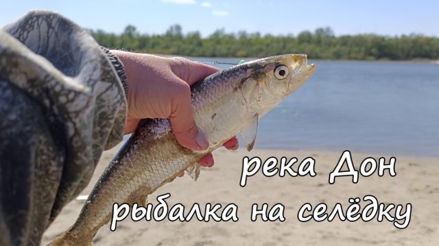 Рыбалка на селёдку. река Дон. Хутор Пухляковский. Апрель 2025 года