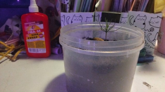 Сосна из семечка. Как вырастить сосновый лес на подоконнике?