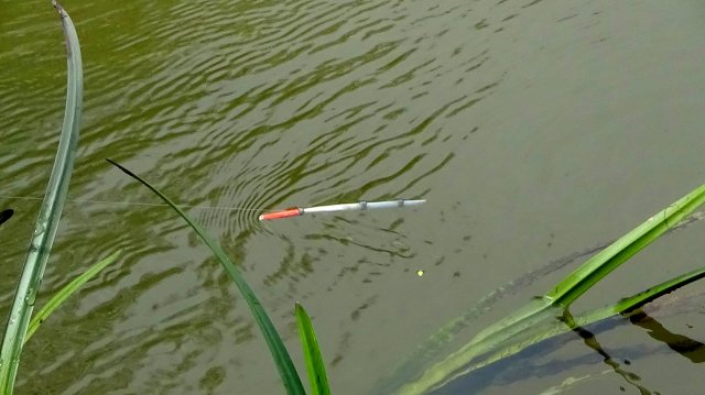 Рыбалка 1 мая на гусиный поплавок на малой реке + 4 новых правила ловли!