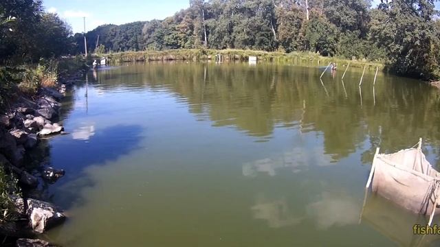 КАРП #подращивание личинки ЧАСТЬ 2 * Мои ОШИБКИ! живой ?