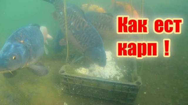 Кормление карпов в пруду