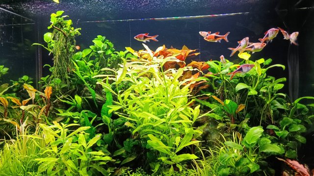 Обзор моих аквариумов травников 2025