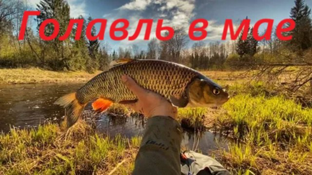 КАК ЛОВИТЬ ГОЛАВЛЯ В МАЕ? НАЖИВКИ для ЛОВЛИ ГОЛАВЛЯ ВЕСНОЙ. ВРЕМЯ, в КОТОРОЕ КЛЮЁТ ГОЛАВЛЬ в МАЕ