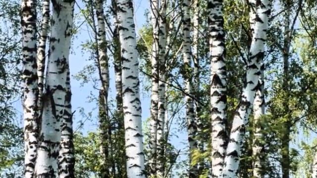 Во поле берёза стояла. Русская народная песня. Russian folk s