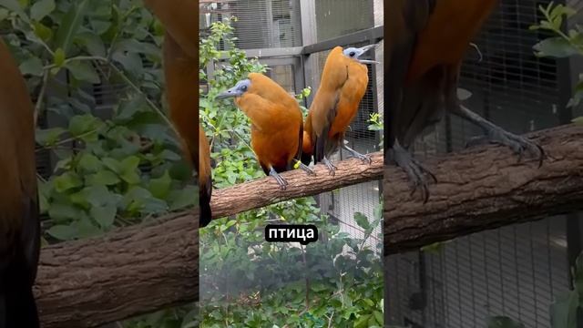 Самые страшные звуки птиц в мире 🦉😱 #факты