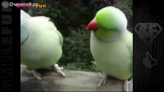 Попугаи: приколы с озвучкой