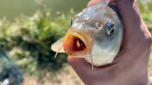 Купили путевку на платную рыбалку| Здоровый карп утащ?