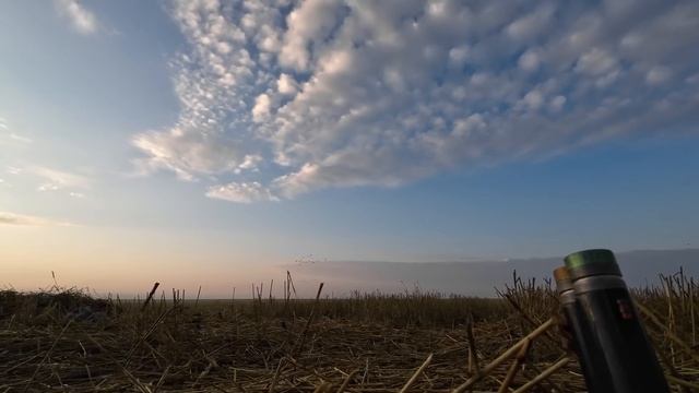 Охота на гуся в Казахстане 2024 Открытие   4K