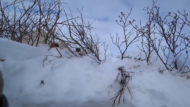 Охота на гуся 2024 / Гуси прилетели в зиму / Goose hunting