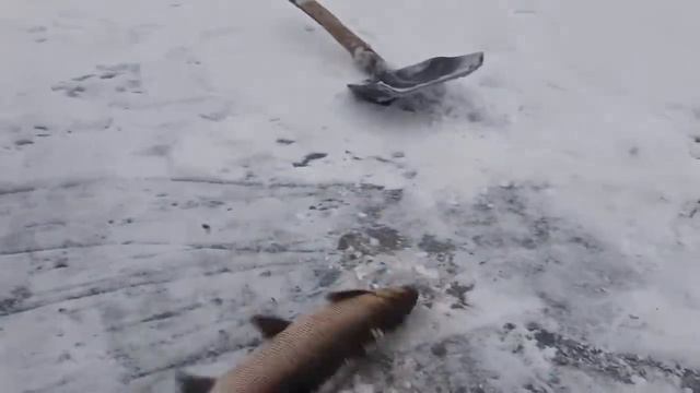 Подлёдная рыбалка 🎣 # Жизнь в тундре #