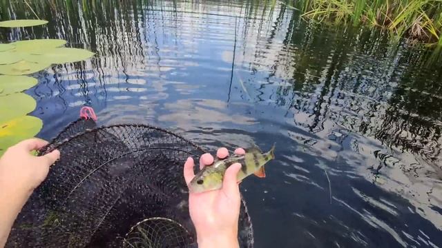 Супер рыбалка на верши! Вспомним как это было, лучшая р