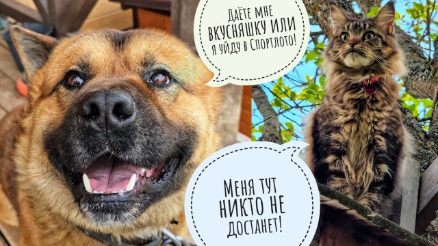 Залезла на дерево за кошкой Морошкой, покрасила Пса Кубика. Кот Марсель нагло объедает кошеньку