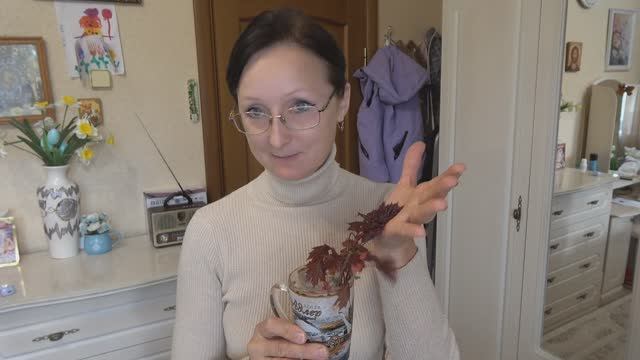 Середина мая 2025 года. Последний питомник в этом месяце. Клен краснолистный поедет на огород .