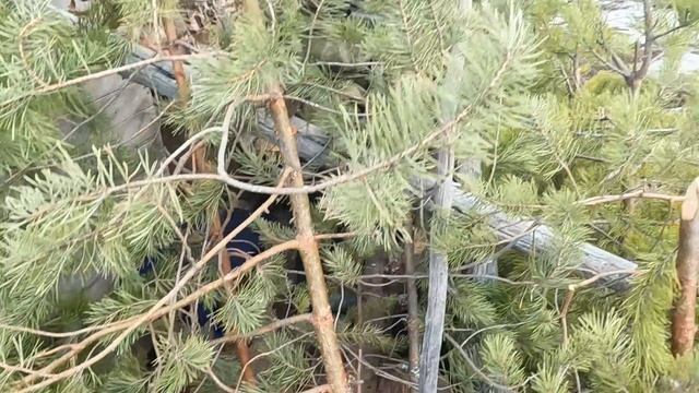 Ранняя весна 2025г #5 Охота на гусей