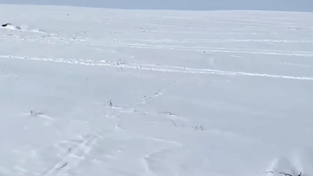 wolf hunting 2025, охота на волка 2025, СТЕПНЫЕ ОХОТНИКИ