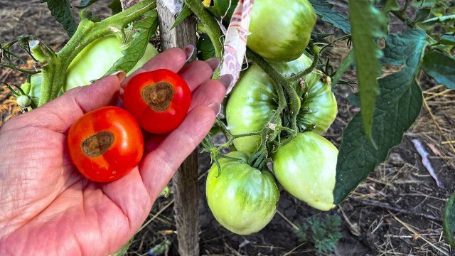 Фитофтора исчезла с томатов. Раскрываю свой рабочий способ борьбы с фитофторой и серой гнилью