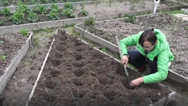 6 соток в мае 2025 года. Хроника. Порей сажаю.