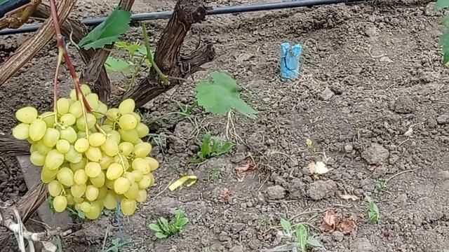 @Новий виноград Парфюм  Кишмиш надранній, мускат