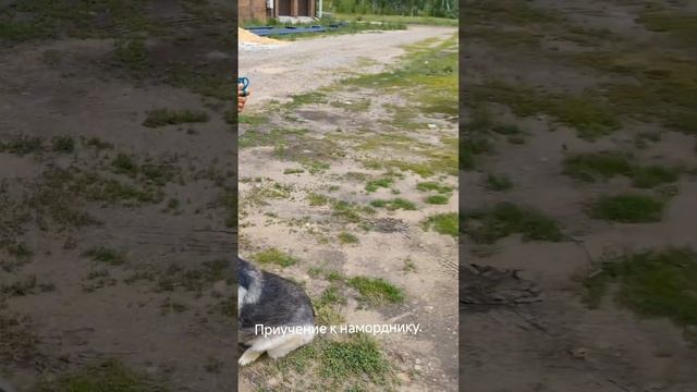 Алматы.Коррекция поведения собаки.+7 707 529 93 63 wotsap. Мурат