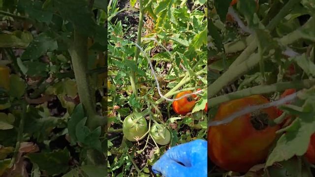 Шикарний сорт помидорів Бочата