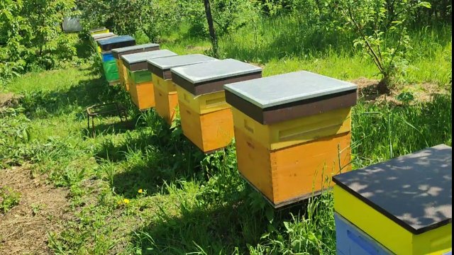 Однорамочные отводки год (11 месяцев) спустя