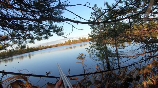 Охота на уток 2025