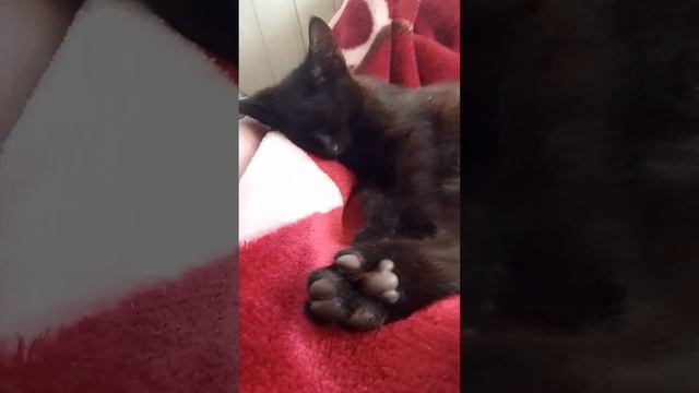 мяу мяу мяу мяу мяу мяу мяу мяу мяу мяу мяу