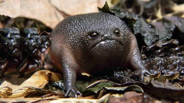 Самые странные и удивительные лягушки!