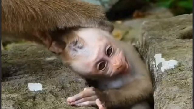 Baby monkey Lucie в ожидании грудного молока ... 1000012766.mp4