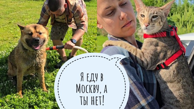 Высадили черепаху на улицу жить в большой тазик, намочили Пса Кубика, Треугольного кота опять увезли