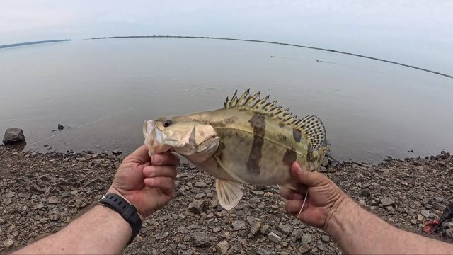 Летняя рыбалка на ауху. На резинку 16.06.2025