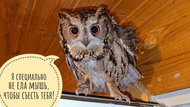 Новенькие совы переночевали. Собрали их в котомочку, везём в Москву к ветеринару Марии Маркиной