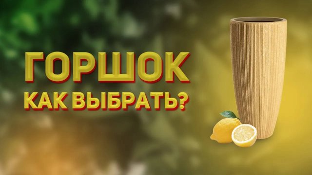 Как выбрать горшок для цитрусовых. Размеры горшков для домашнего лимона, мандарина, апельсина и пр