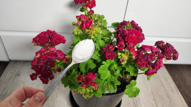 Мало кто знает что ГЕРАНЬ таким ХИТРЫМ СПОСОБОМ будет цвести круглый год