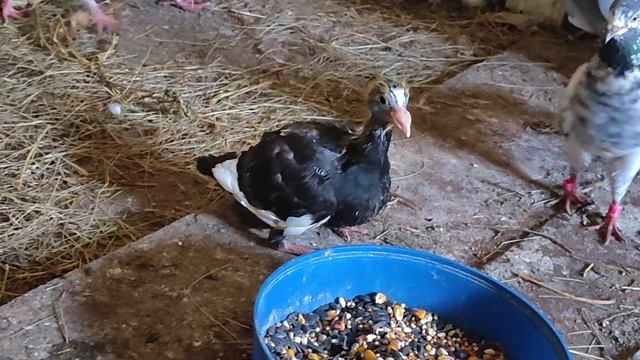 18.07.2025г Обзор Племенных Голубей!!!