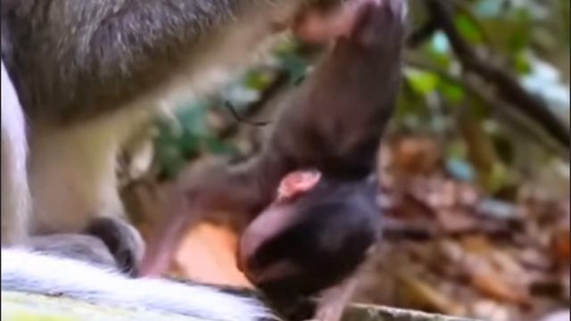 Таким жёстким уходом старородящая макака способна напугать своего ... 1000023301.mp4