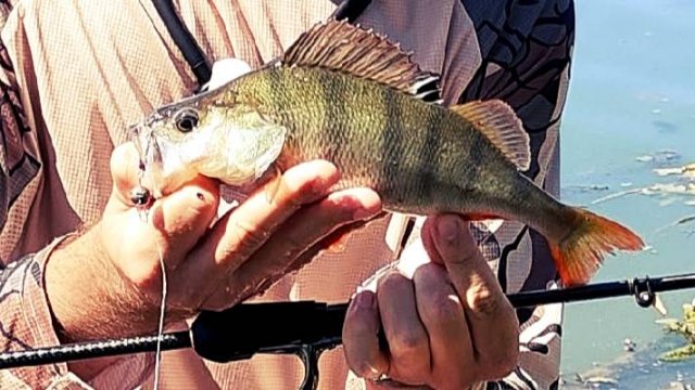 Рыбалка НЕ с утра — мой секрет успеха!