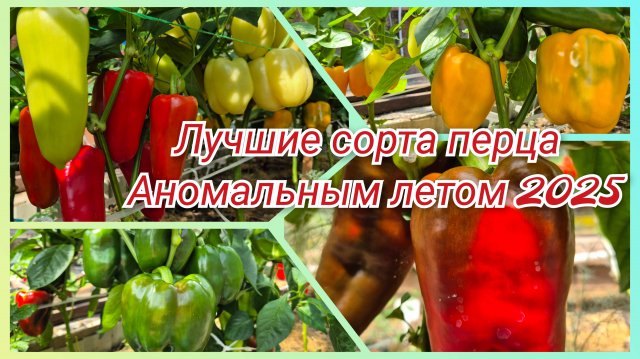САМЫЕ ЛУЧШИЕ СОРТА ПЕРЦА удивили урожаем.Буду сажать снова