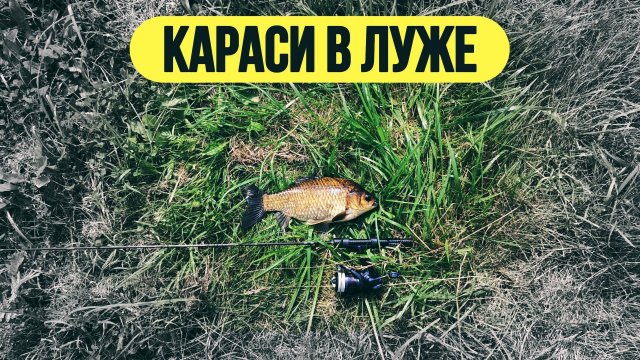 | 🔥 ОГРОМНЫЕ КАРАСИ в луже 🔥 | Реальный мормышинг в городе 💥 | #мормышинг #рыбалка #спиннинг