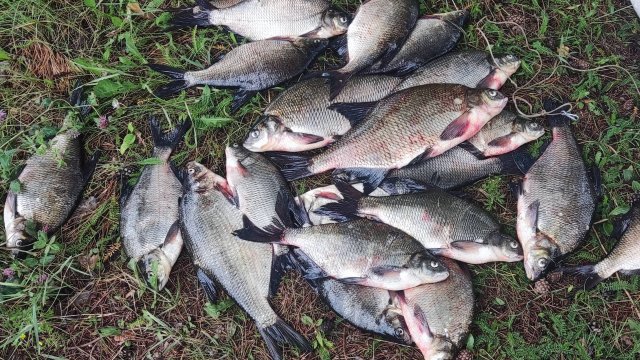 Рыбалка на Иртыше июль. 4.07.25.