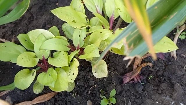 Хосты на осень. Продажа.