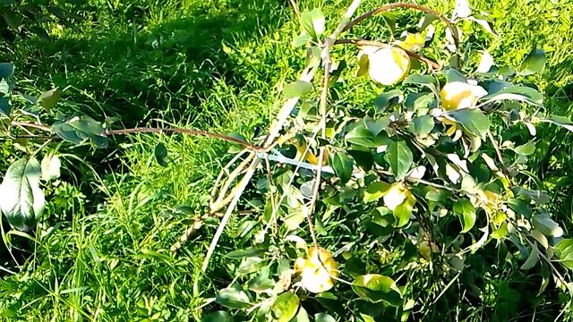 сорт яблони чудное