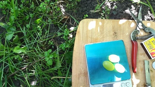 К-ш Элица сорт Болгарской селекции раннего срока созревания.