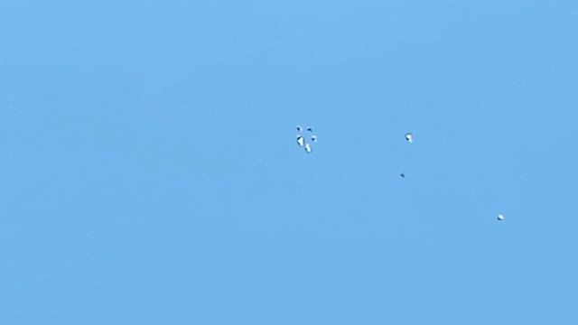 Свердловские голуби