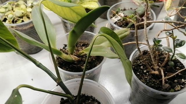 14 июля 2025 г. Комнатные цветы в доме. Обзор стеллажа.