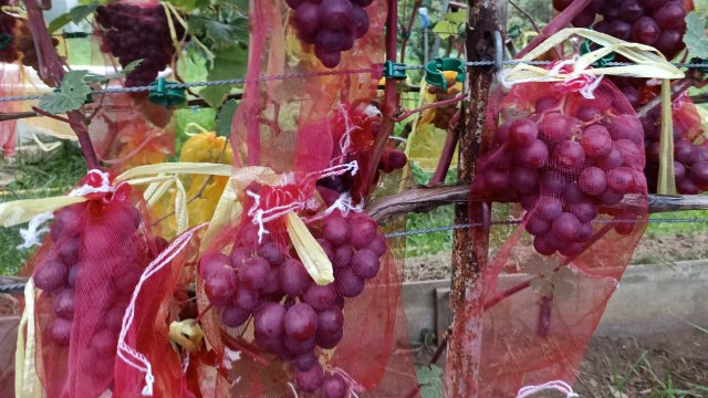 ОБЗОР ВИНОГРАДА НА ЧЕТВЁРТОЕ СЕНТЯБРЯ 2025 г.
